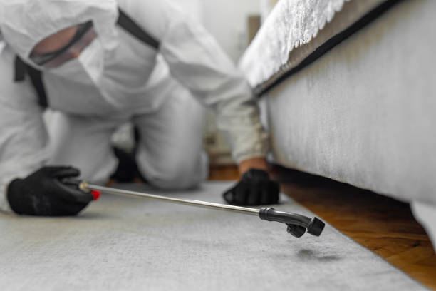 Professional Ant Control technician working in On Top of the World Designated Place, FL